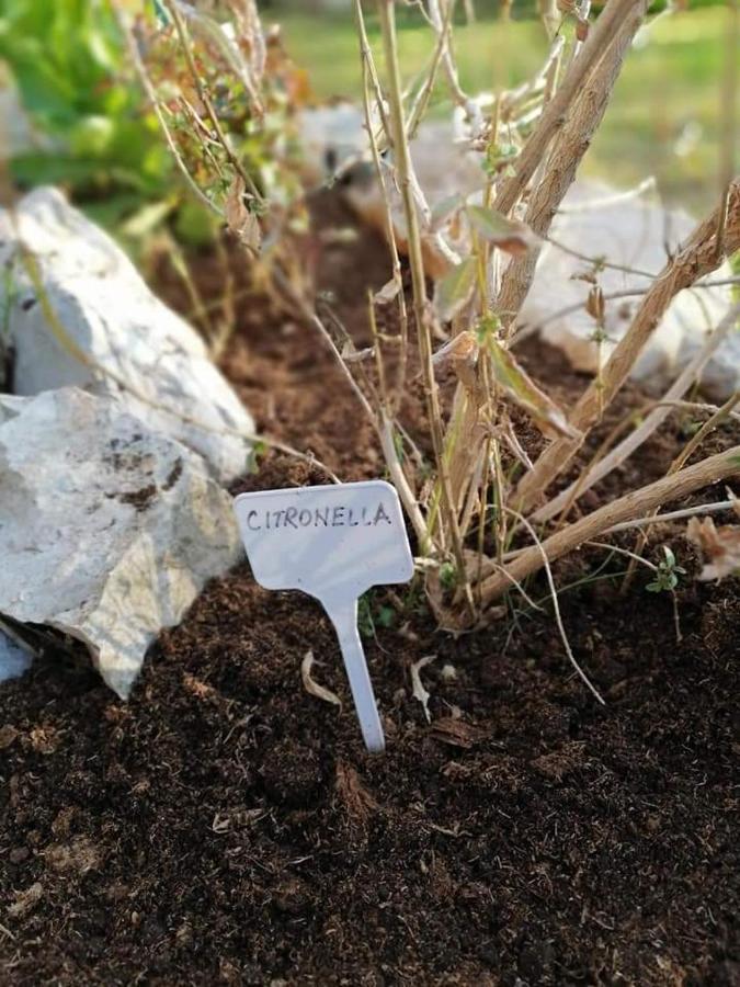 Dairos Leilighet Mali Lošinj Eksteriør bilde